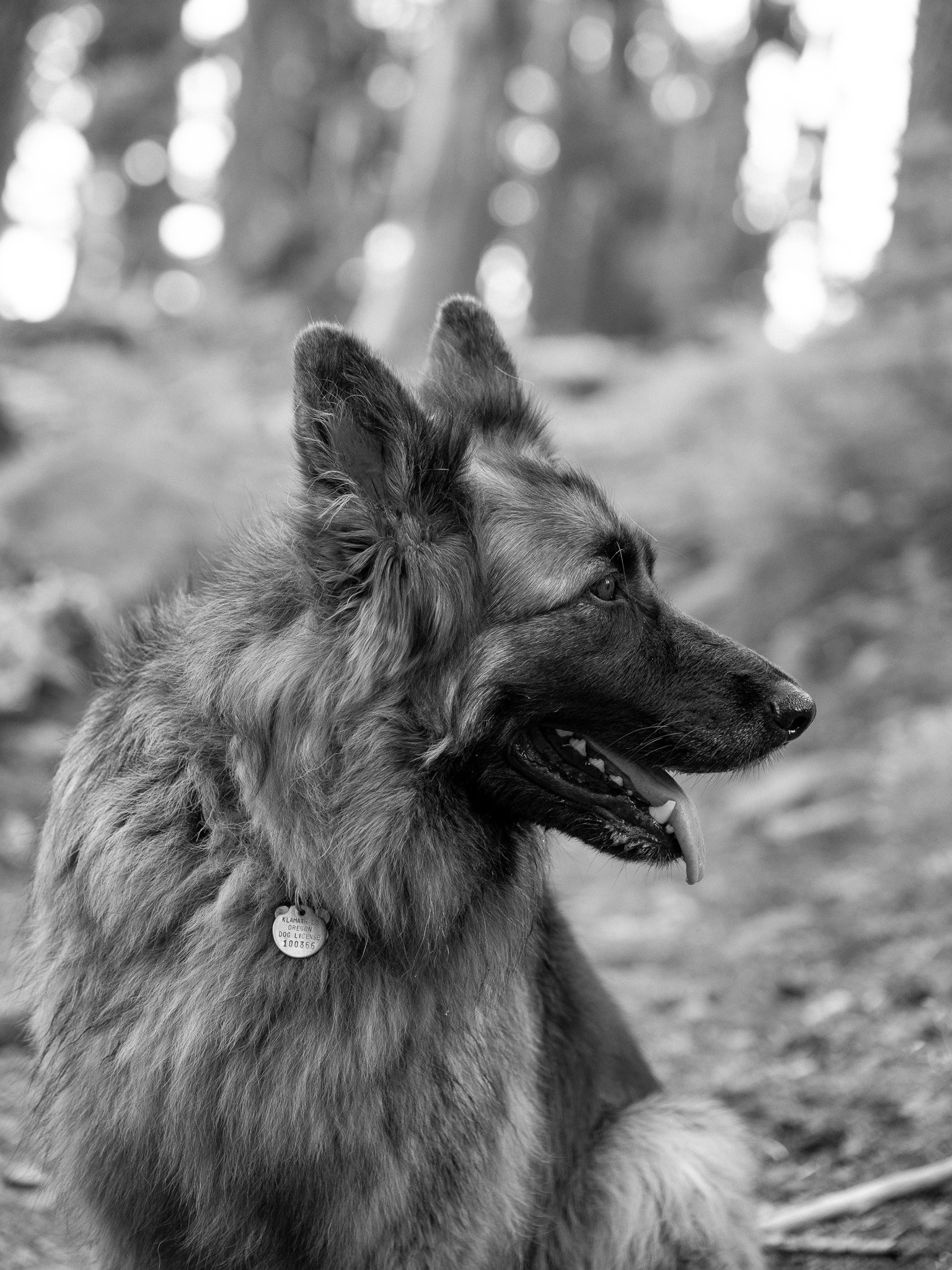 A German Shepherd sitting on a forest path, looking off to the side, in black and white